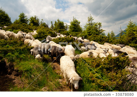 Flock of white sheep Flock of white sheep 33878080