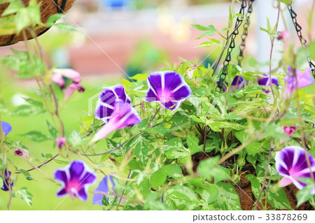 Flower of morning glory Flower of morning glory 33878269