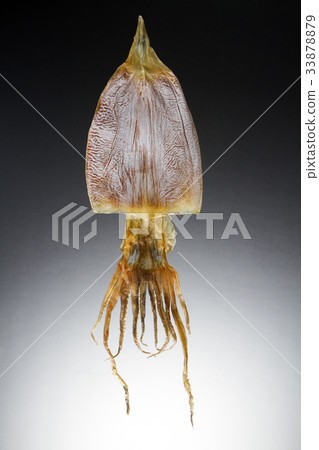 squid squid 33878879