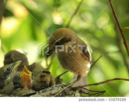 Parenting baby tongues 3 Parenting baby tongues 3 33879189