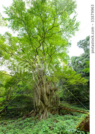Otaki Katsura (lower share) Yamagata Prefecture Otaki Katsura (lower share) Yamagata Prefecture 33879963