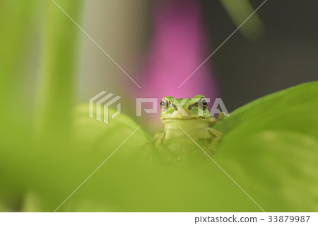 Japanese tree frog tree tree tree frog rain gutter frog frog 33879987