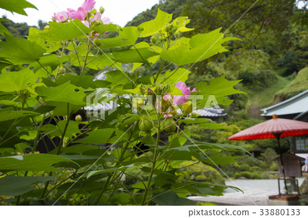 Kamakura Kaizouji玫瑰花九月 Kamakura Kaizouji玫瑰花九月 33880133