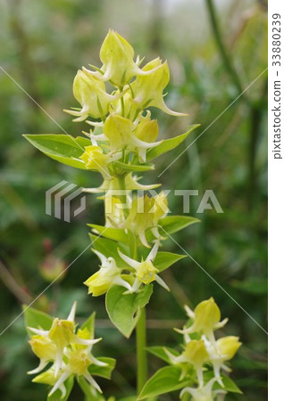 Shinshu Migahara's alpine plants Hanaikari (flower buds) Flower shaped like a rose blooms 33880239