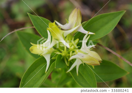 Shinshu Migahara's alpine plants Hanaikari (flower buds) Flower shaped like a rose blooms 33880241