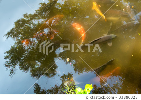 Ikeda-san Park Ikeda-san Park 33880325