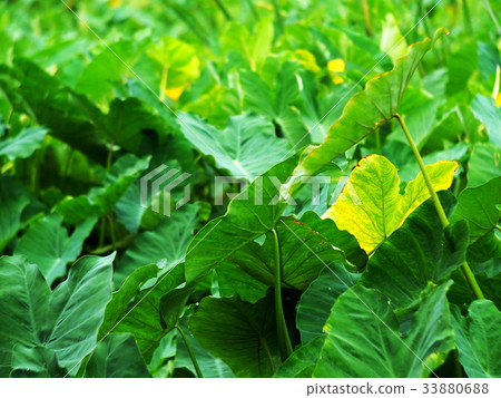 Green leaves pattern of water plant, backdrops Green leaves pattern of water plant, backdrops 33880688