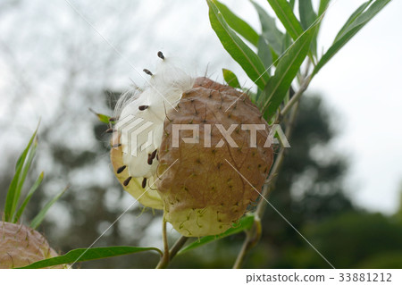 Fusenia towata Fusenia towata 33881212