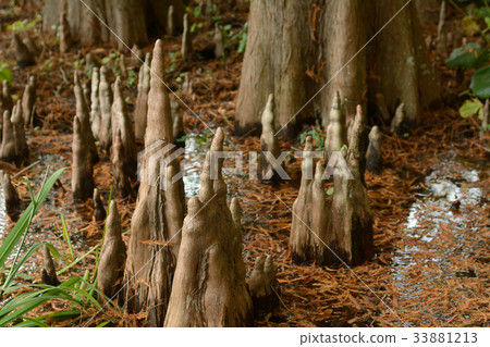 落羽杉 33881213