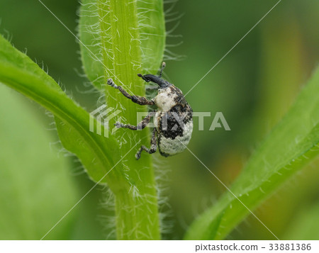 Bullfrog bean weevil Bullfrog bean weevil 33881386