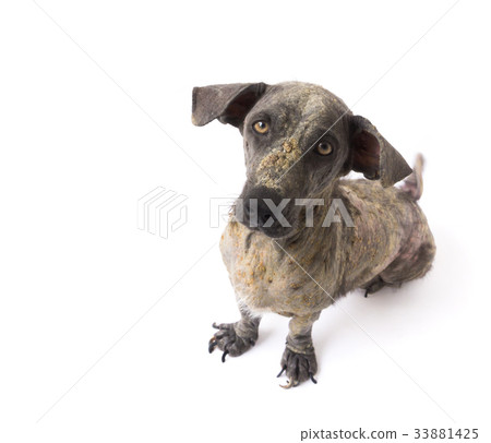 Closeup face of dog sick leprosy skin problem Closeup face of dog sick leprosy skin problem 33881425
