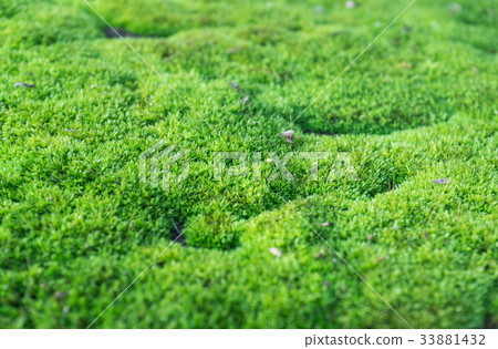 Closeup green moss on stone floor, selective focus Closeup green moss on stone floor, selective focus 33881432