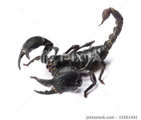 Scorpion on white background, Poisonous animals 33881492