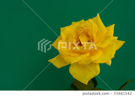 黃色玫瑰綠色背景卡片材料 33881542