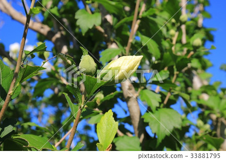 White mokuge bud White mokuge bud 33881795