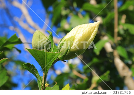 White mokuge bud White mokuge bud 33881796