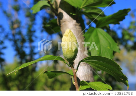 White mokuge bud White mokuge bud 33881798