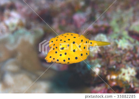Minami Hako Hugo Huge Fish Minami Hako Hugo Huge Fish 33882285