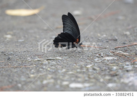 長崎燕尾b2 長崎燕尾b2 33882451