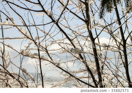 Branches covered with snow Branches covered with snow 33882571