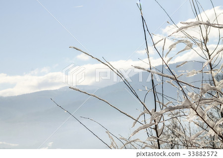 Branches covered with snow Branches covered with snow 33882572