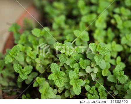 MENTHA ARVENSIS CORN MINT, FIELD MINT OF WILD MINT MENTHA ARVENSIS CORN MINT, FIELD MINT OF WILD MINT 33882790