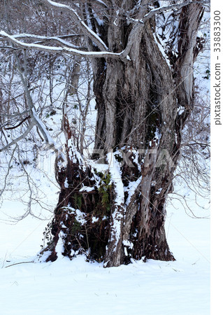 Big tree in early winter 33883300
