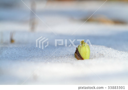 Fuquinot toe of early spring 33883301