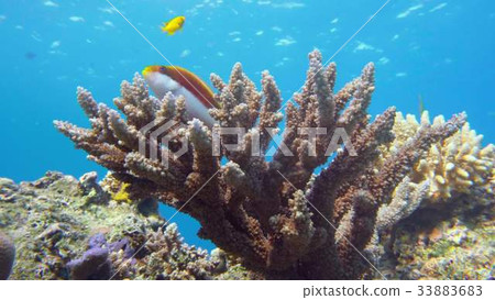 Emperor angelfish, Pomacanthus imperator Red Sea. Emperor angelfish, Pomacanthus imperator Red Sea. 33883683