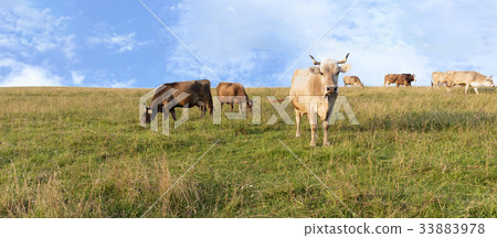 herd of cows grazing on a hill of mountain meadow herd of cows grazing on a hill of mountain meadow 33883978