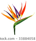 Bird of paradise flower  isolated on white 33884058