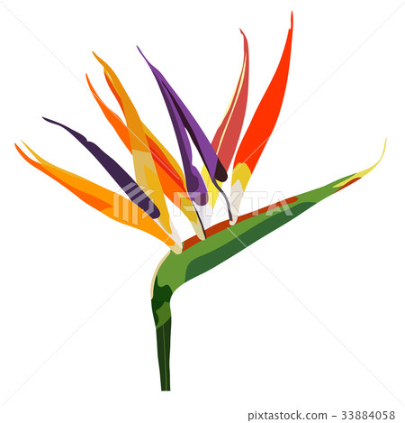 Bird of paradise flower  isolated on white 33884058