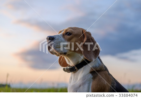 Beagle dog on walk in autumn at sunset Beagle dog on walk in autumn at sunset 33884074