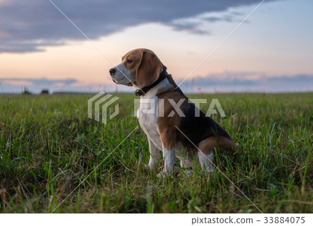 Beagle dog on walk in autumn at sunset 33884075