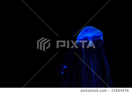 jellyfish  33884976