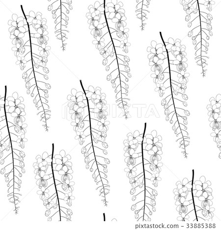 Black Cassia Fistula - Golden Shower Flower  33885388