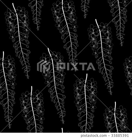 White Cassia Fistula - Golden Shower Flower 33885391