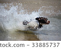 english springer spaniel pet gundog jumping water 33885737
