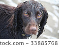 Handsome chocolate working type cocker spaniel pup 33885768