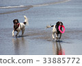 Working type english springer spaniel pet gundogs 33885772