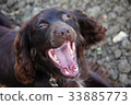 Handsome chocolate working type cocker spaniel pup 33885773