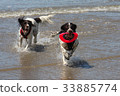 Working type english springer spaniel pet gundogs 33885774