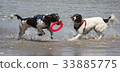 Working type english springer spaniel pet gundogs 33885775