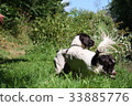 Working type english springer spaniel pet gundogs 33885776