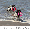 Working type english springer spaniel pet gundogs 33885777