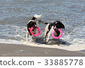 Working type english springer spaniel pet gundogs 33885778