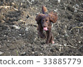 Handsome chocolate working type cocker spaniel pup 33885779