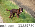 Handsome chocolate working type cocker spaniel pup 33885780