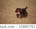 Handsome chocolate working type cocker spaniel pup 33885781