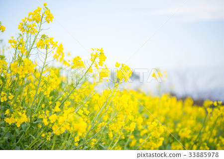 Sekizaki Kaiseikan的強姦花 Sekizaki Kaiseikan的強姦花 33885978